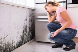 Why You Should Choose Our Mold Remediation Services in Ovid, MI